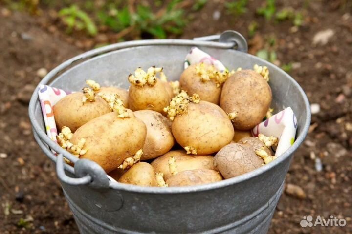 Картофель на посадку