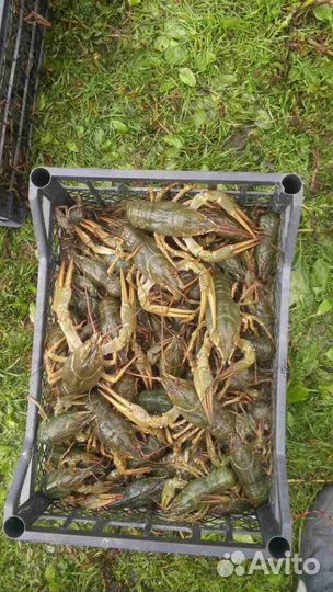 Живые раки, крабы, омары,морепролукты,опт/розница