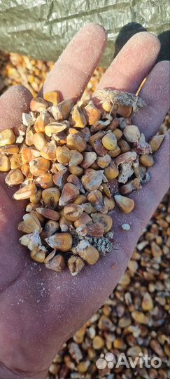 Кукуруза кормовая