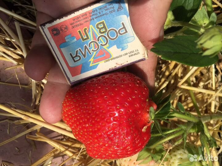 Рассада клубники Альба, Елизавета-2 и др