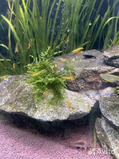 Креветки желтый неон