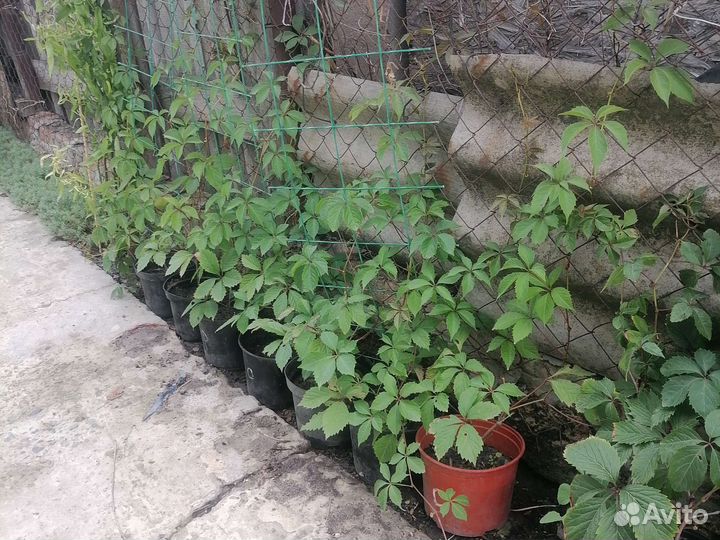 Девичий виноград