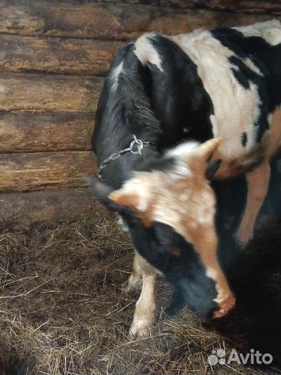 Бык и телка