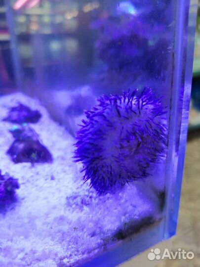 Рыбка клоун, Морской ёж фиолетовый