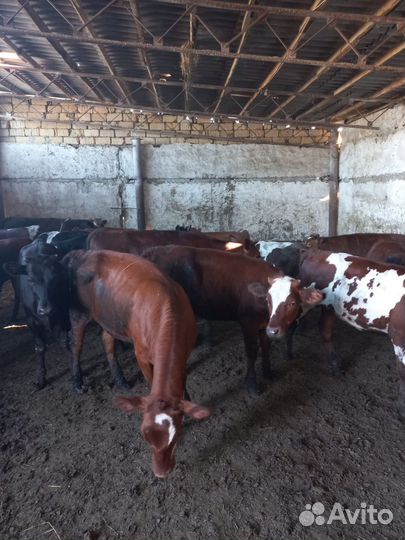 Коровы и телята