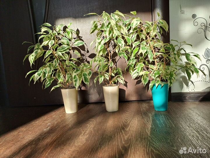 Фикус мунлайт