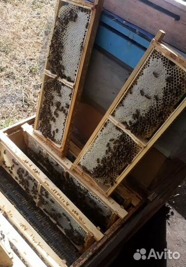 Мед натуральный