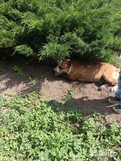 Можжевельник куст