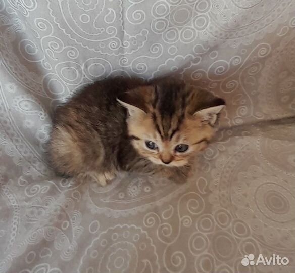 Британские котята