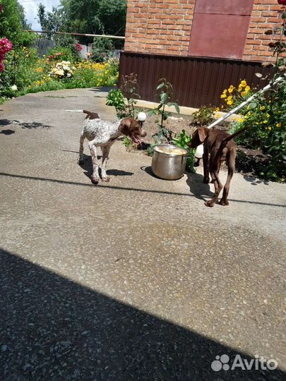 Щенки курцхаара