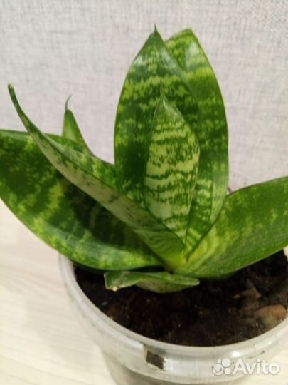 Сансевиерия ханни грин
