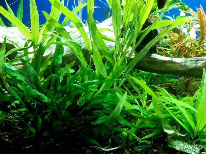 Аквариумные растения