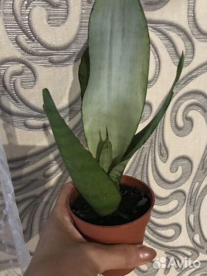 Сансевиерия муншайн