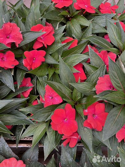 Бальзамин новогвинейский