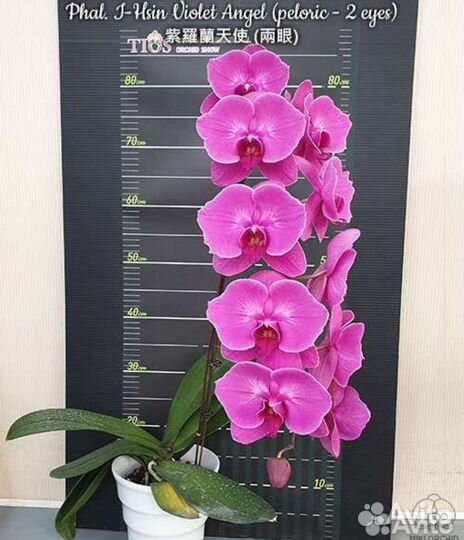 Орхидеи фаленопсис разные