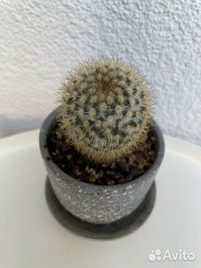 Кактус мамиллярия