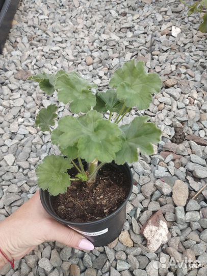 Пеларгония