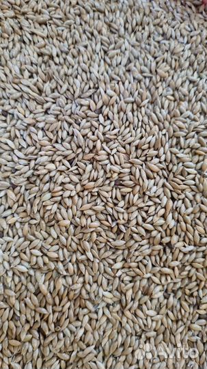 Канареечник