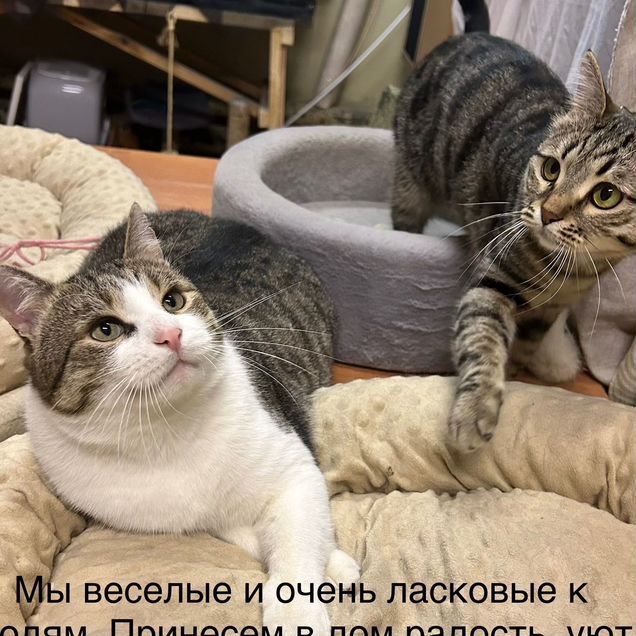 Взрослый кот в добрые руки