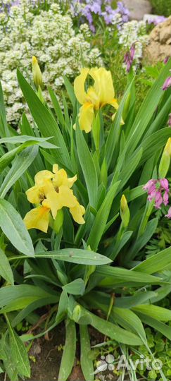 Карликовый ирис