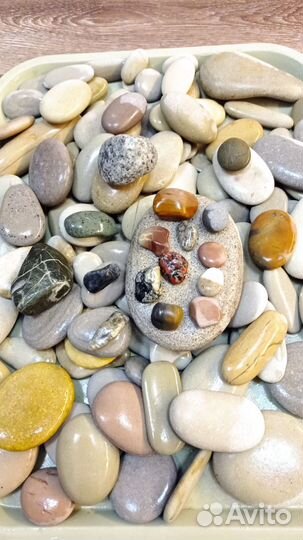 Галька морская Ракушки