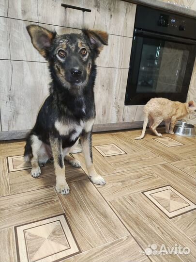 Собака в добрые руки