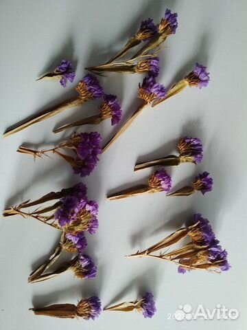 Сухоцветы для творчества