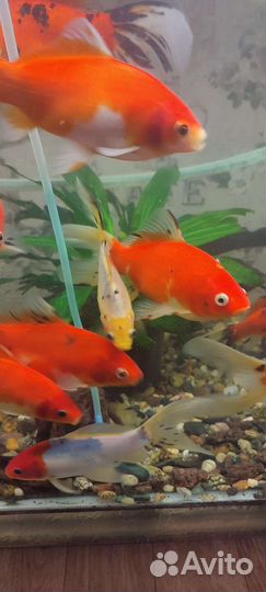 Золотые рыбки