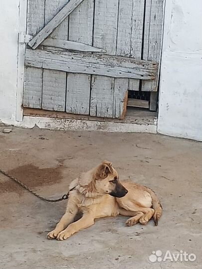 Отдам в добрые руки