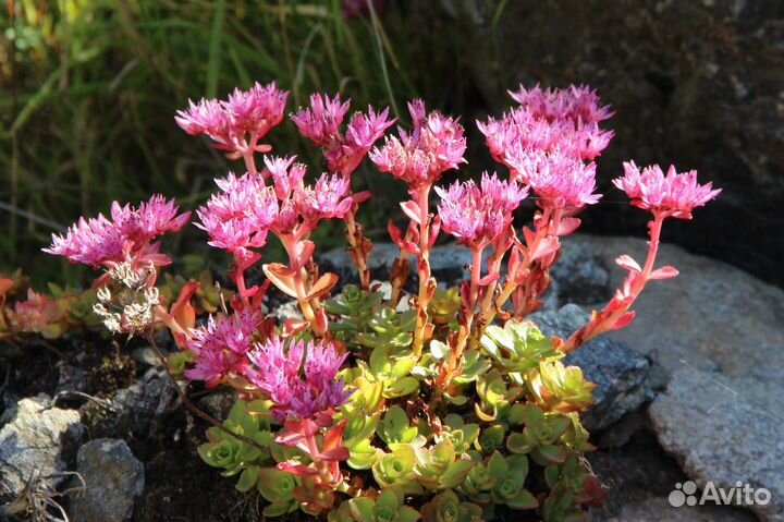 Седум ложный