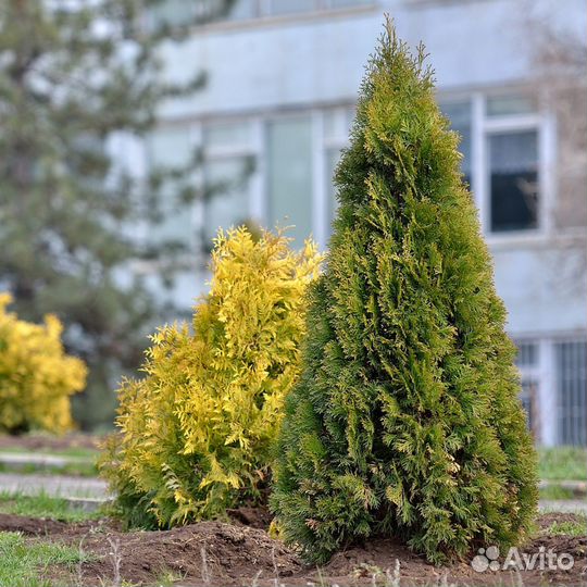 Туя брабант для живой изгороди