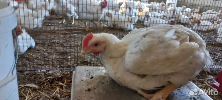 Куры бройлеры тушки мясо