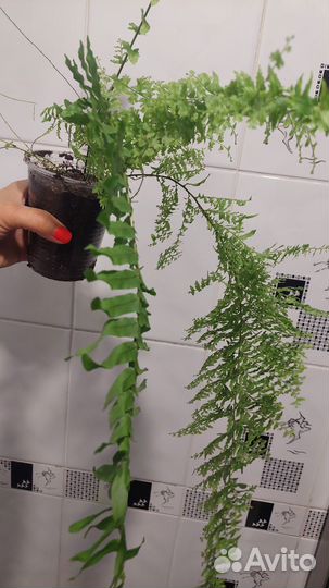 Папоротник 