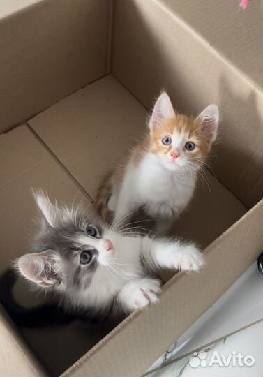 Котята в добрые руки