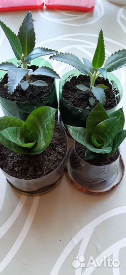 Каланхоэ лечебный, сансевиерия,диффенбахия