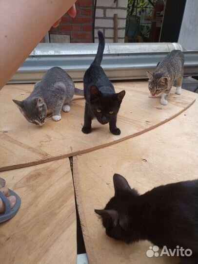 Котята в добрые руки
