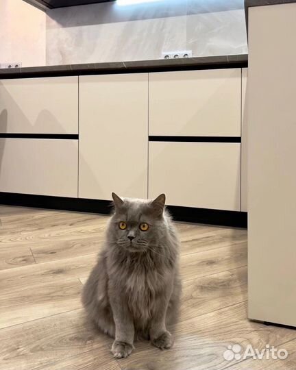 Кухня новая