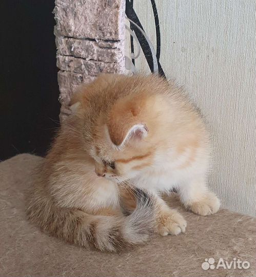 Шотландские вислоухие котята