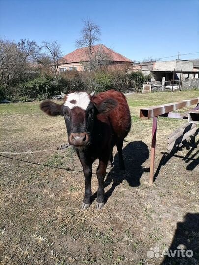 Телка 10 месяца