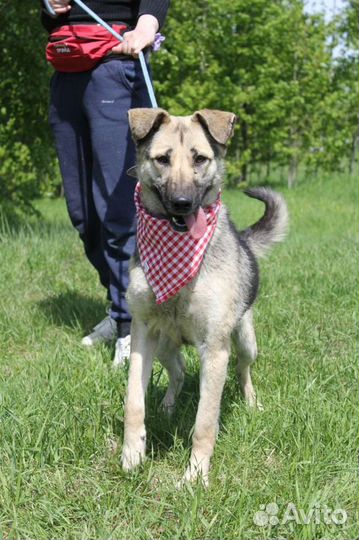 Собака в добрые руки