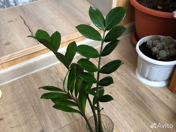 Замиокулькас