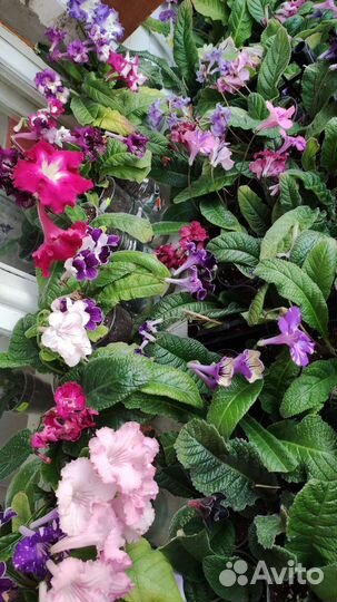 Стрептокарпусы детки