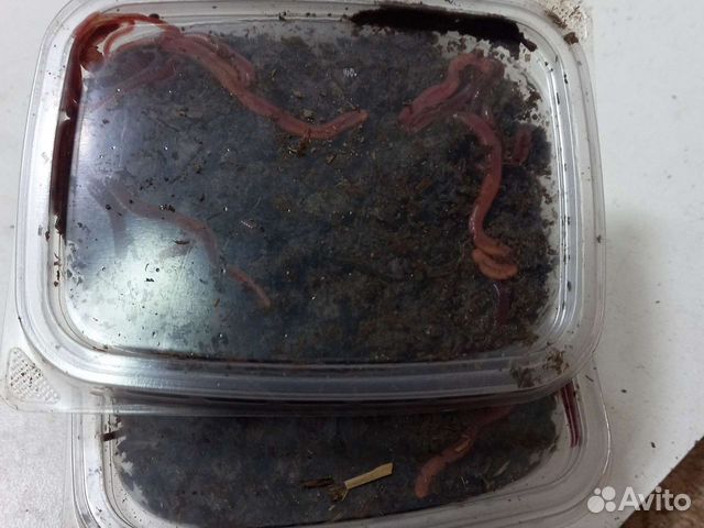Черви навозные