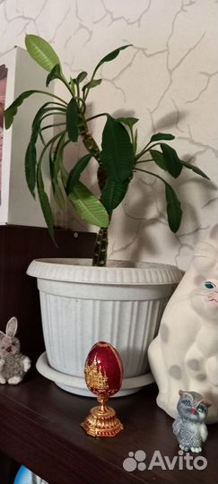 Молочай трехгранный