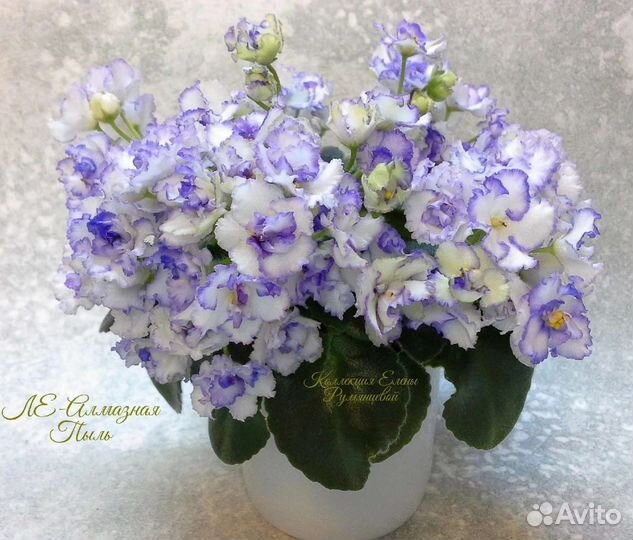 Красивые фиалки