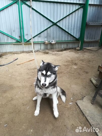 Сибирский хаски