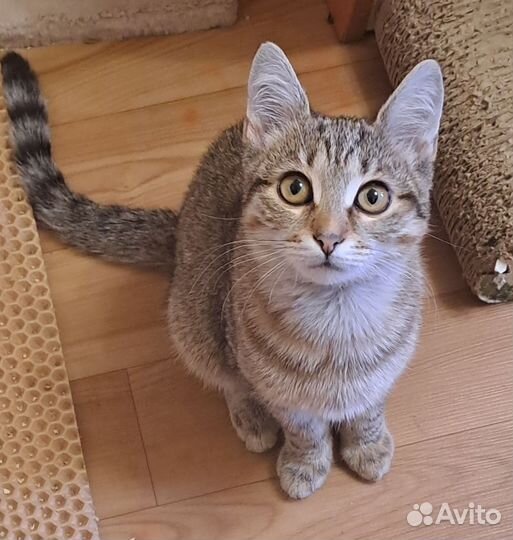 Сёма ищет дом