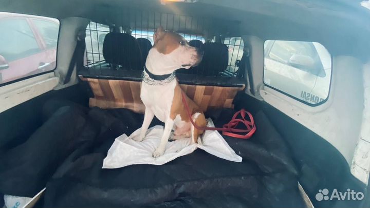 Зоотакси Красноярск