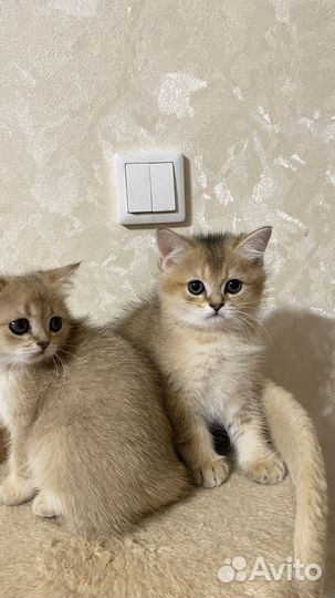 Британские котята
