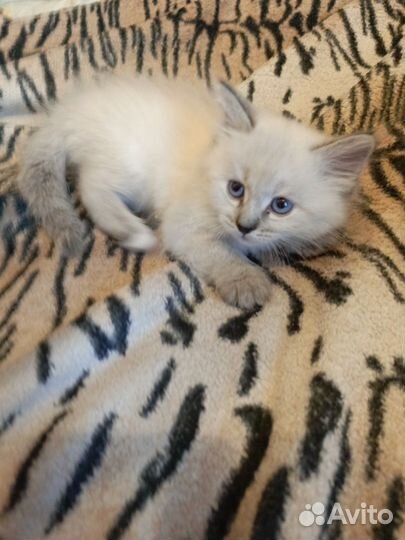 Сиамские котята бесплатно